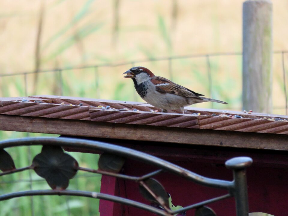 Garden forage food
