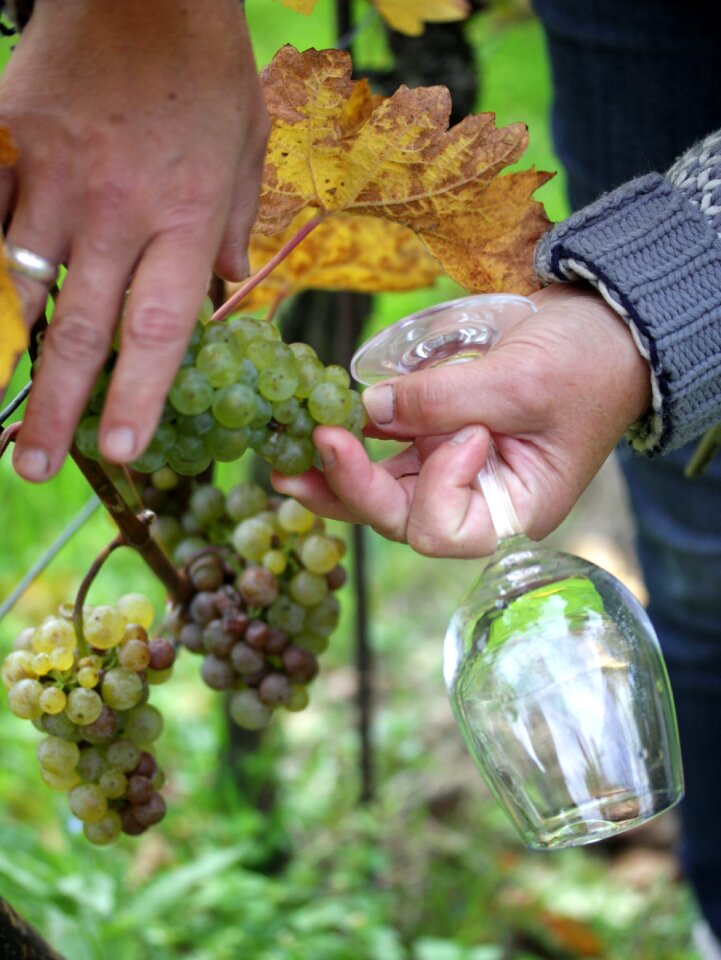 Vintage white wine grapevine