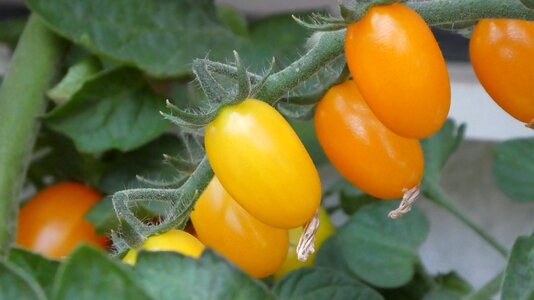 Orange nachtschattengewächs fresh