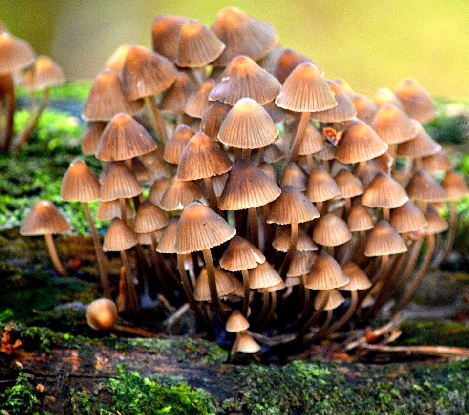 Autumn mushrooms