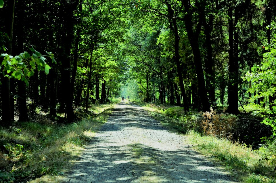 Nature forest hiking