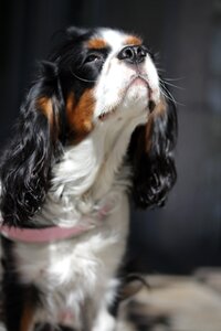 Spaniel dog purebred dog