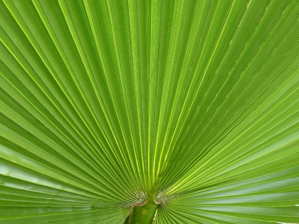 Plant leaf fan palm