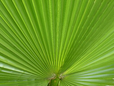 Plant leaf fan palm photo