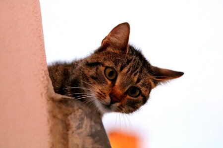 Animal curiosity tabby
