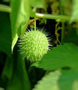 Green summer wild cucumber
