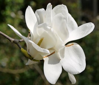 White magnolia photo