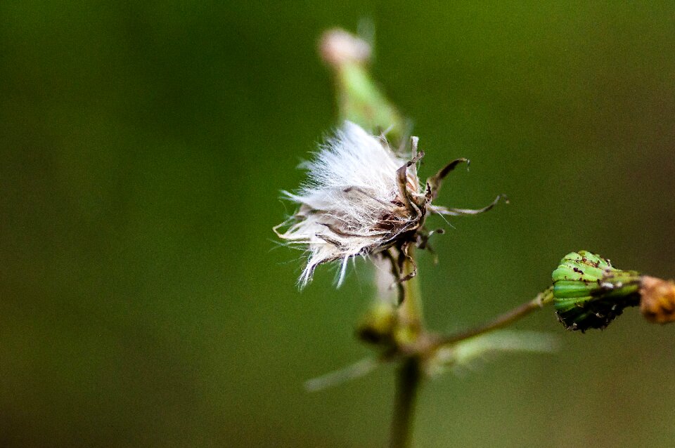 Nature close up transient