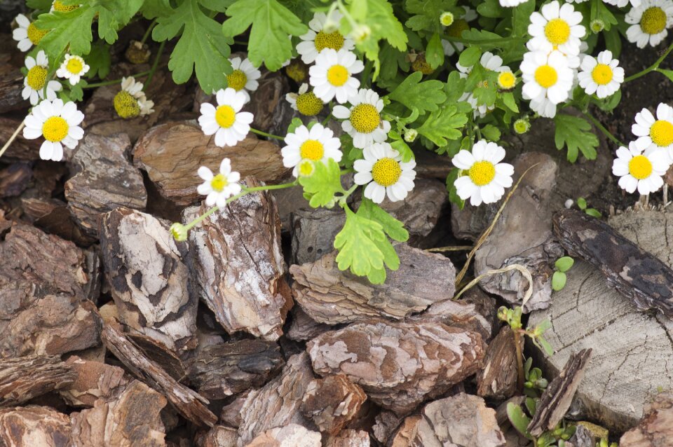 Garden nature flowers