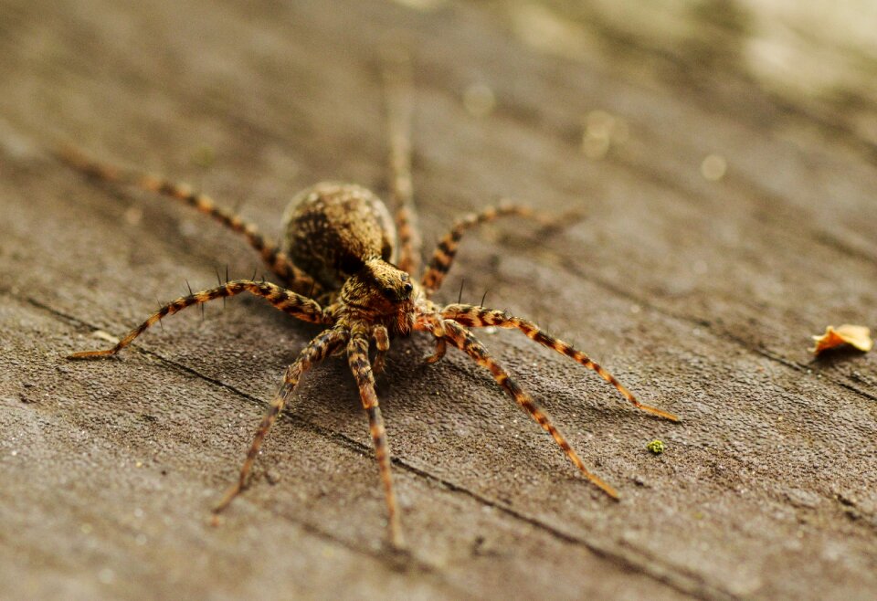 Animal close up arachnid