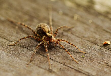 Animal close up arachnid photo