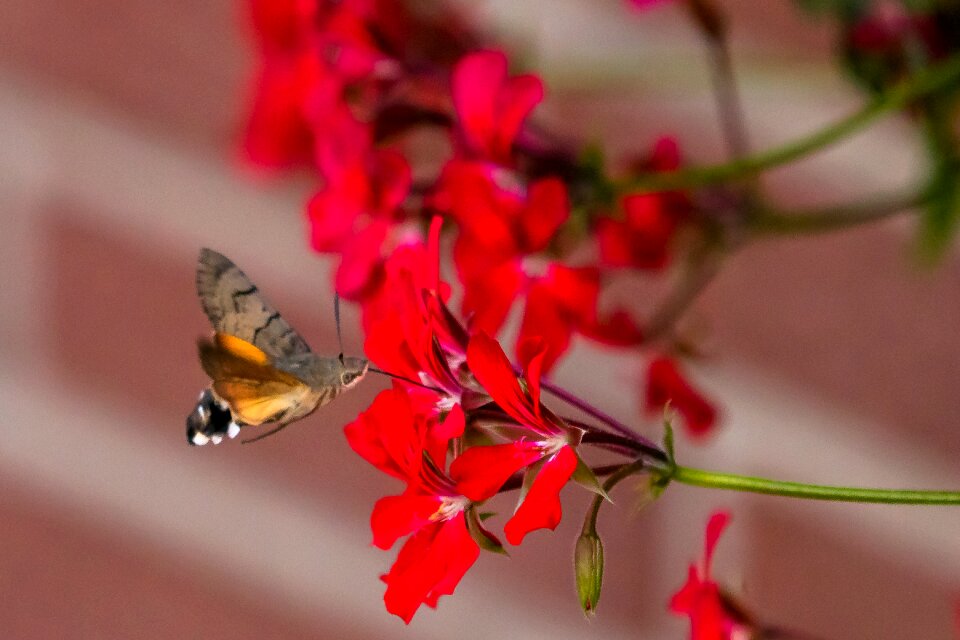 Summer flower plant