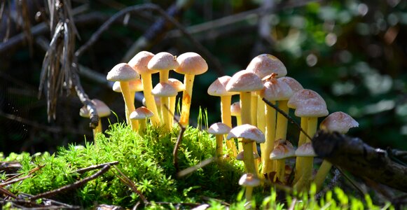 Nature forest