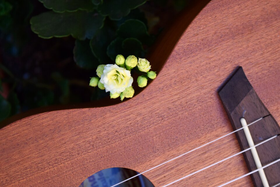 Leisure ropes acoustic