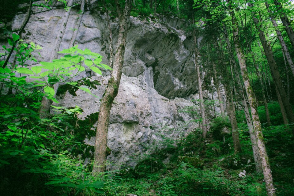 Natural rainforest outdoors
