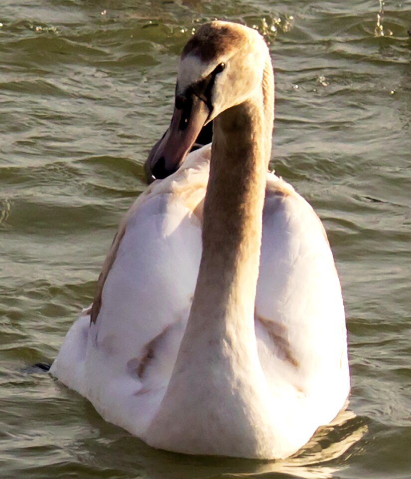 Winged lake animal