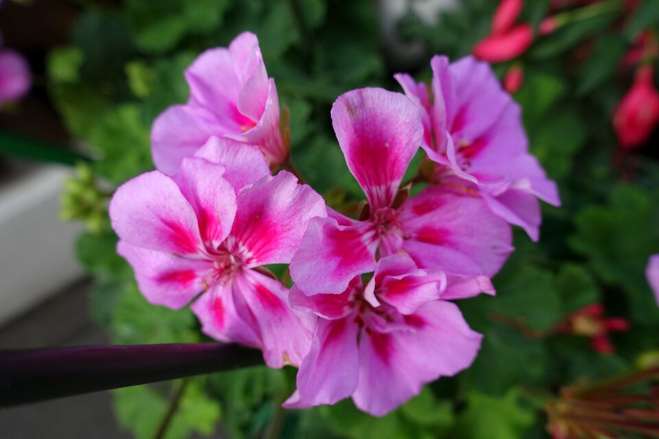 Geranium hanging balcony