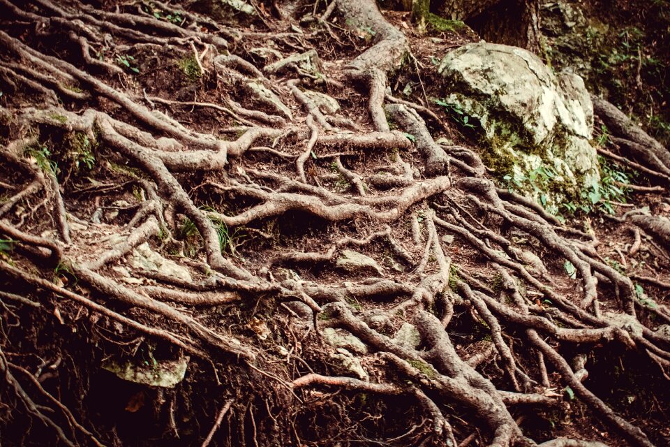 Root forest tree