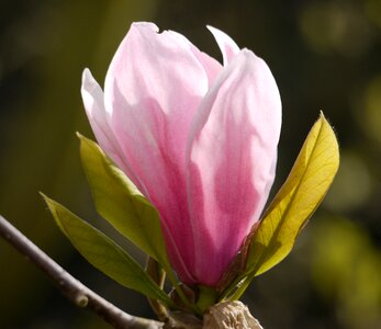 Flower magnolia