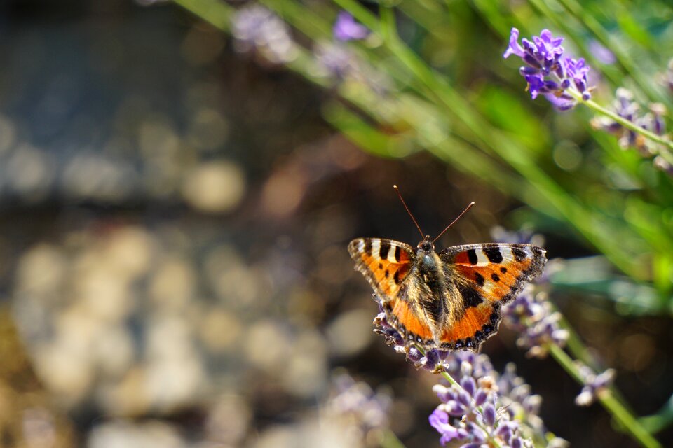 Insect nature butterflies