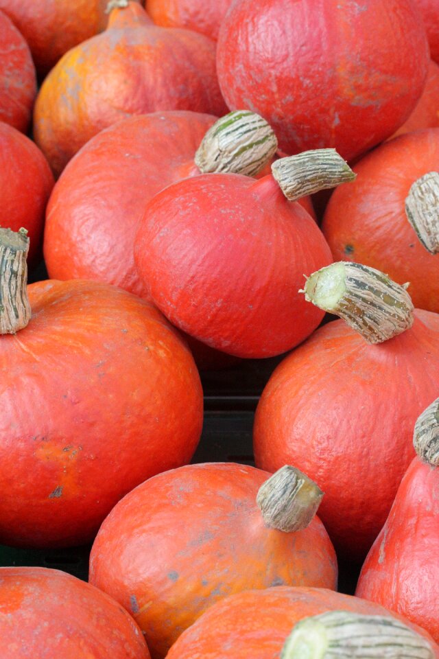 October hokaido pumpkin eat
