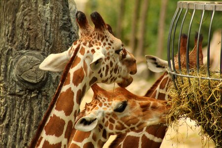 Africa safari mammal photo