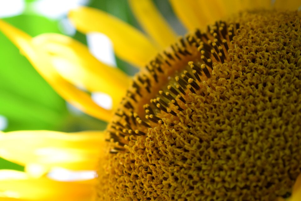 Nature summer plant