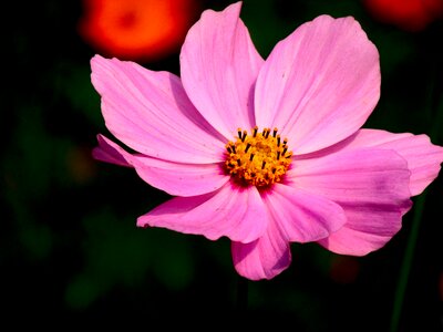 Nature cosmos garden photo