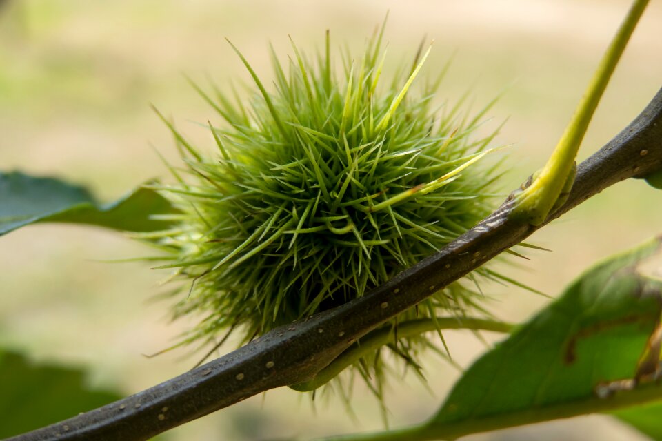 Edible autumn maroni