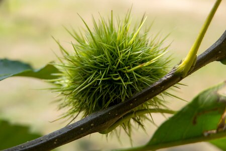 Edible autumn maroni photo