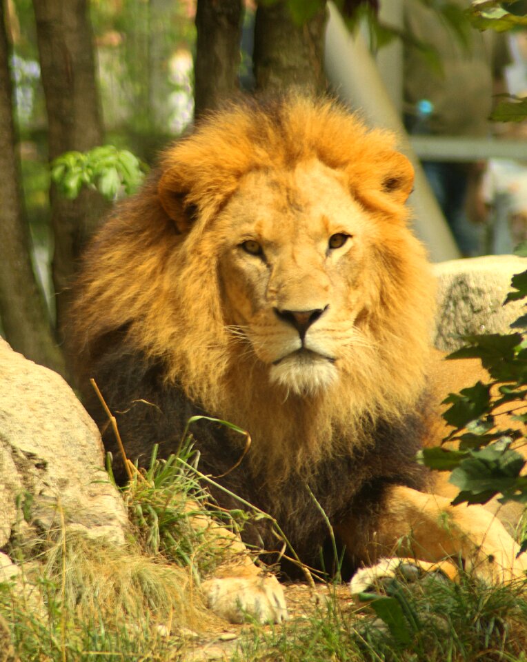 Predator carnivores africa photo