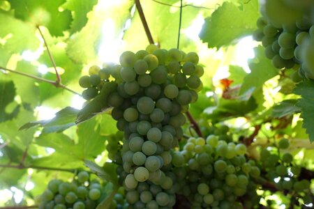 Fruit wine grape