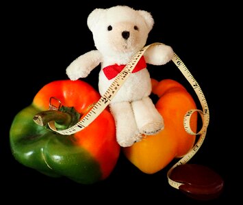 Teddy bear weight loss vegetarian photo