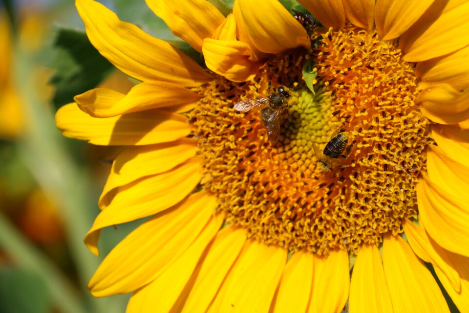 Petals nectar agriculture