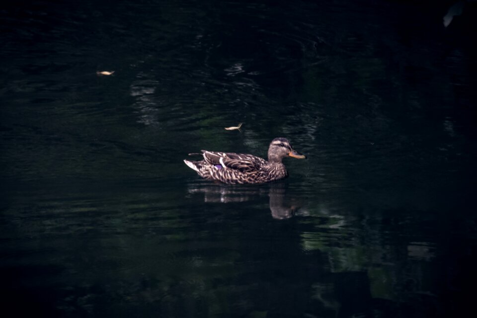 Nature swim cute