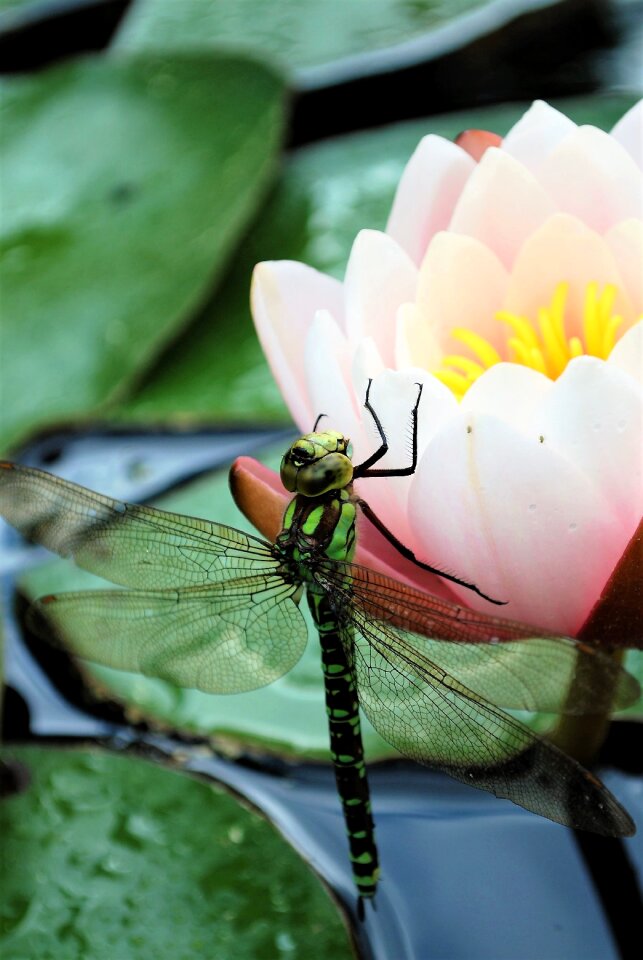 Insect pond garden