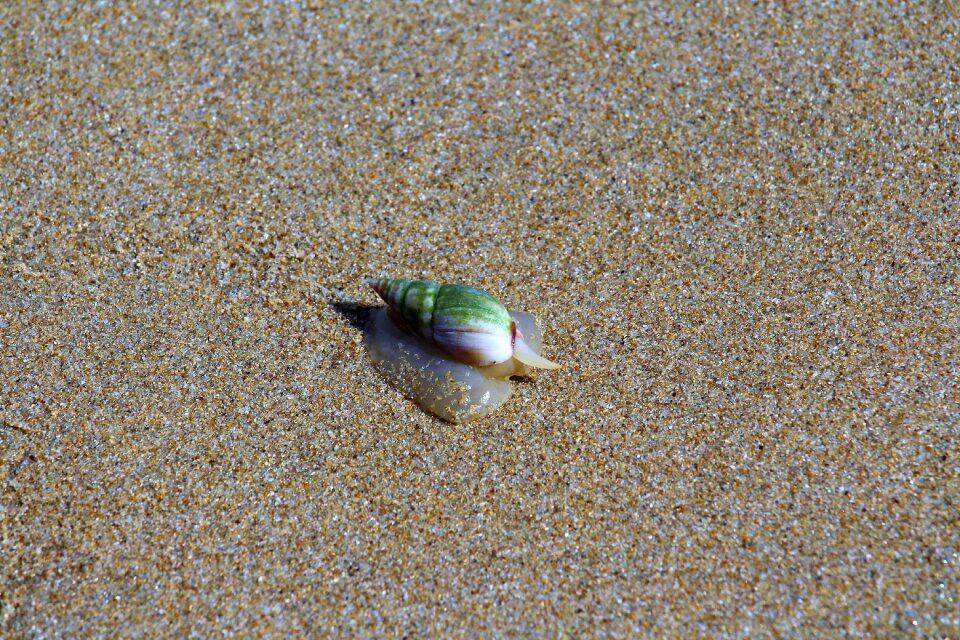 Shell close up animal world
