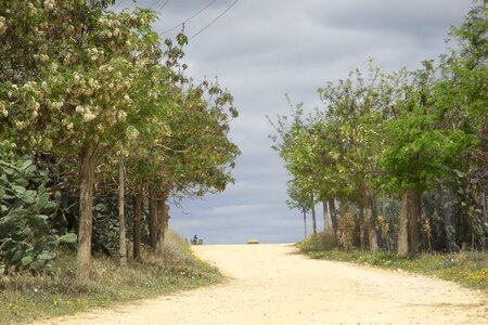 Trees scenic road