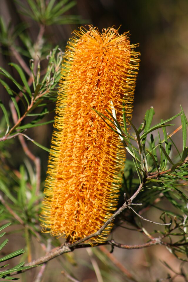 Australian bush nature