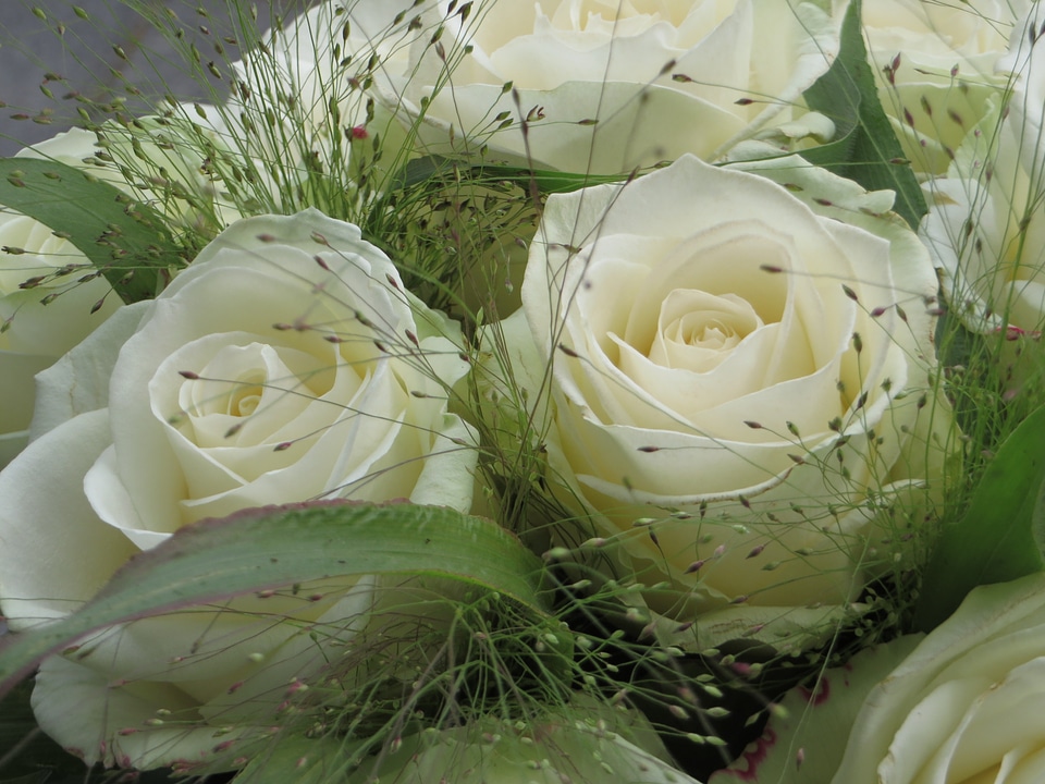 Bloom flowers nature