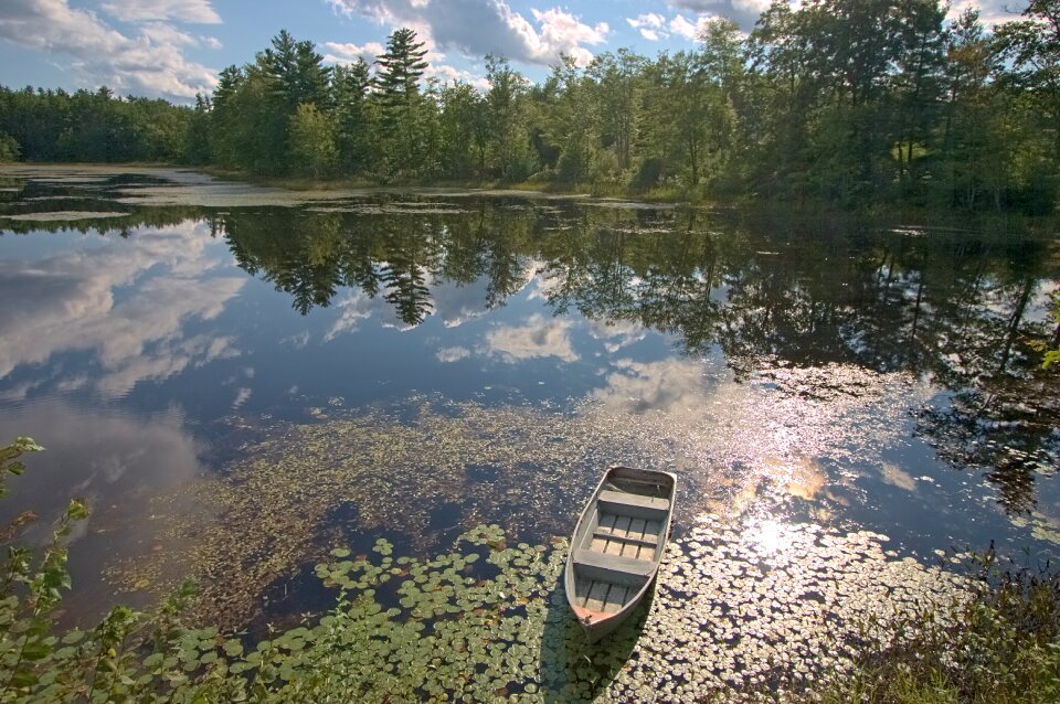 Lilies reflection trees