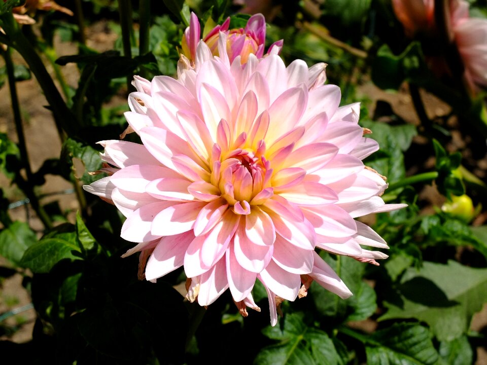 Rosa plant petals