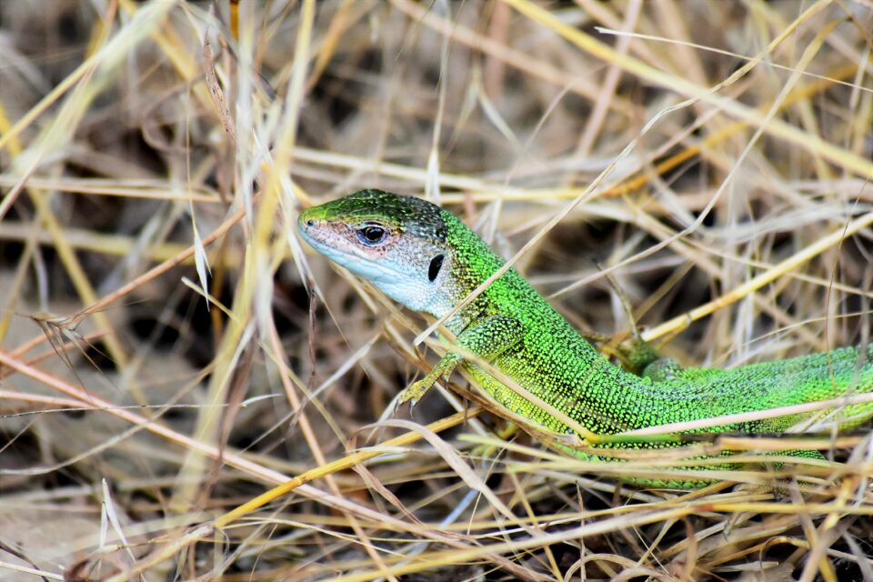 Lizard reptile green