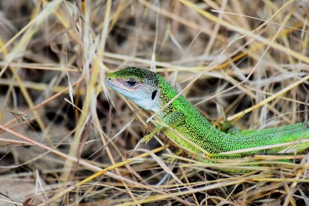 Lizard reptile green