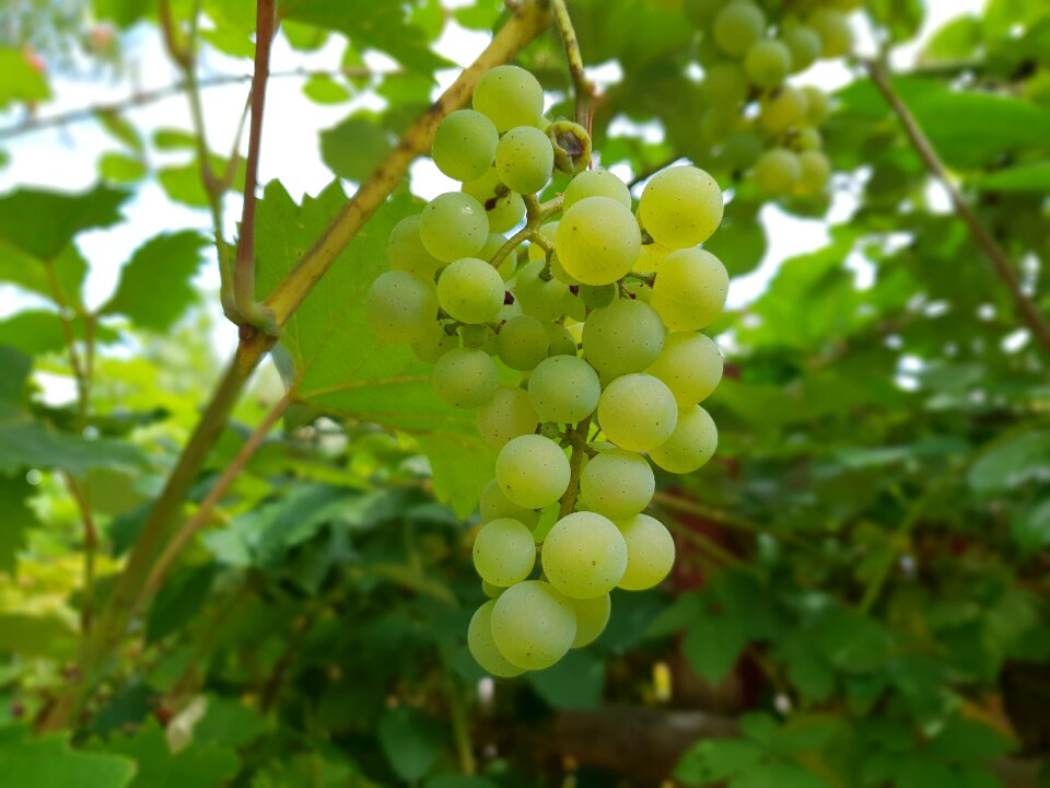 Grapes summer vine