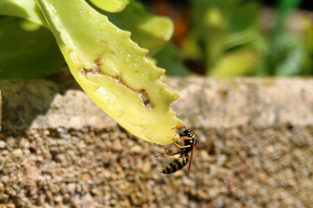 Nature wing vespidae