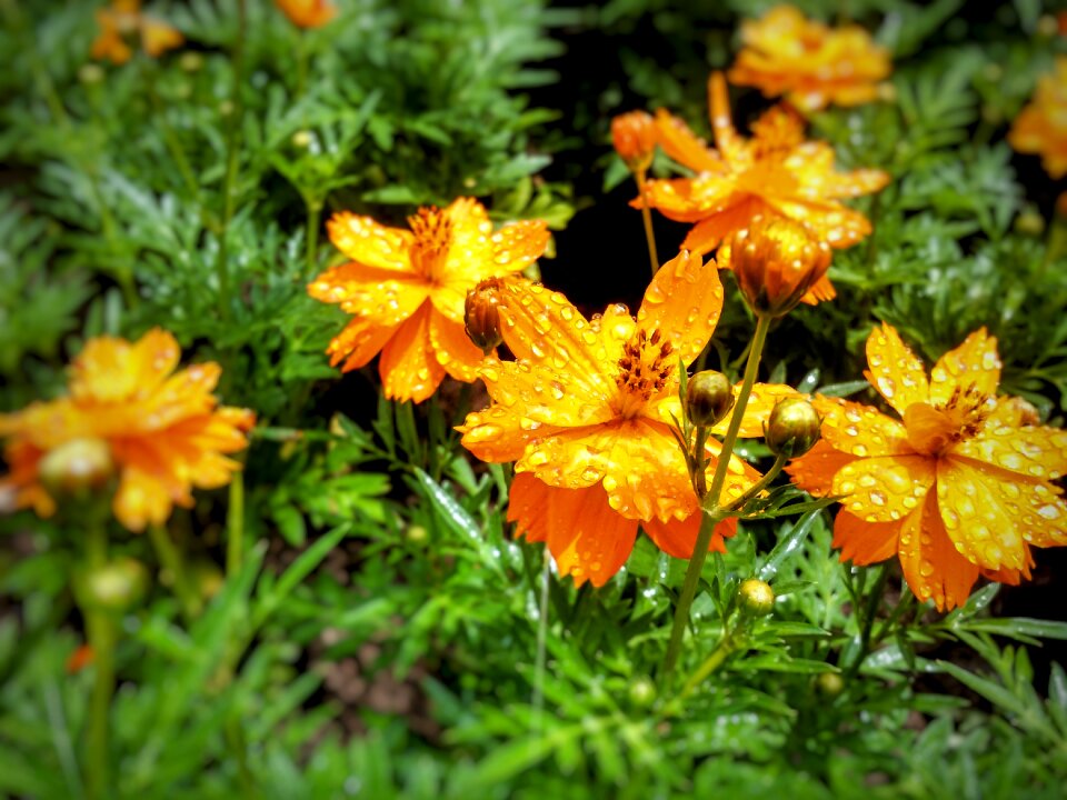 Green blooming the garden