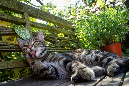 Licking house cat feline photo