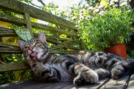 Licking house cat feline