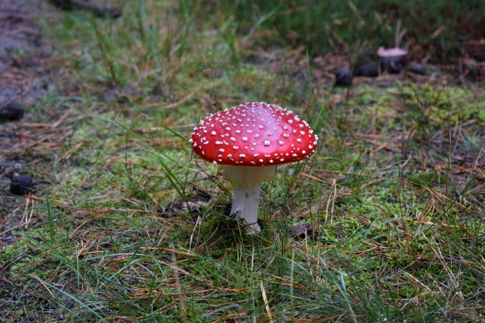 Mushroom nature forest